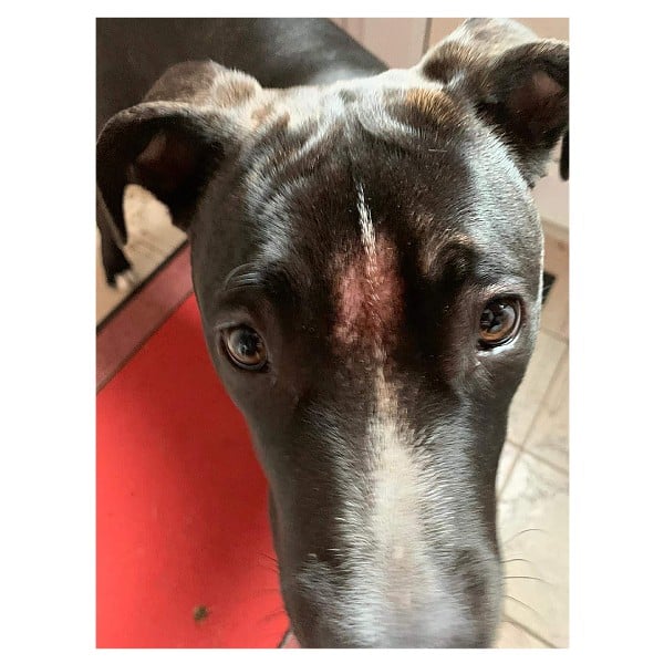 Dog Intolerance Test (Premium) CA Pet Food Intolerance